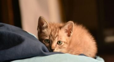 Yavru Kedi Nasıl Beslenir