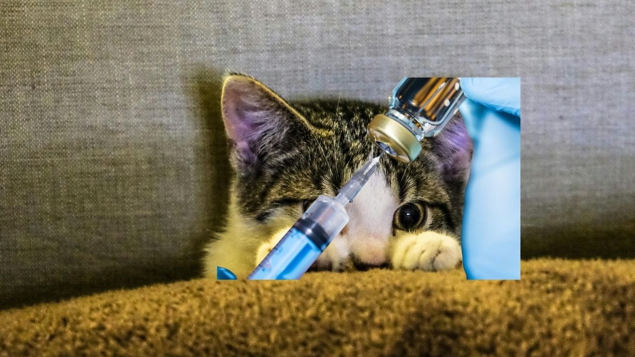 10 Adımda Yavru Kedi Nasıl Beslenir Bilgilenin 10 Yavru Kedi Nasıl Beslenir