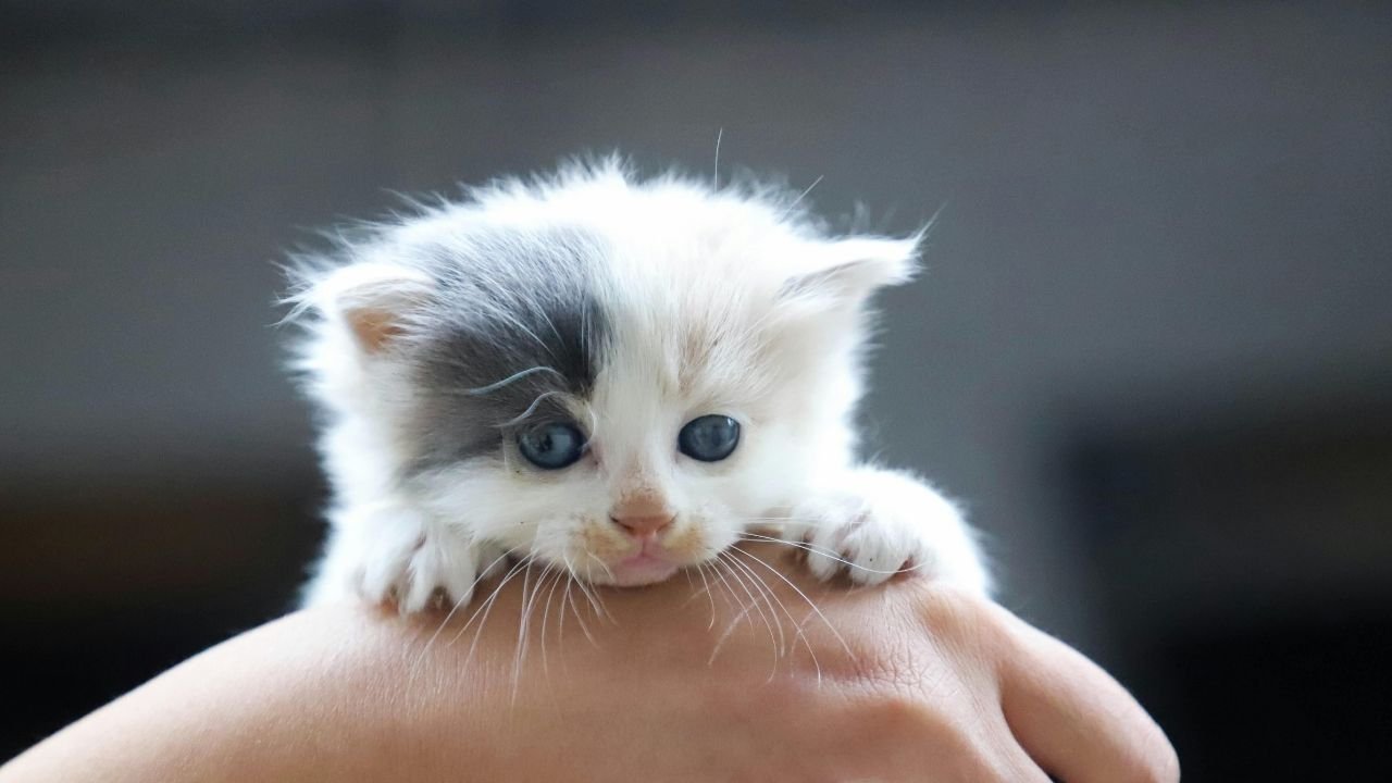 10 Adımda Yavru Kedi Nasıl Beslenir Bilgilenin 12 Yavru Kedi Nasıl Beslenir