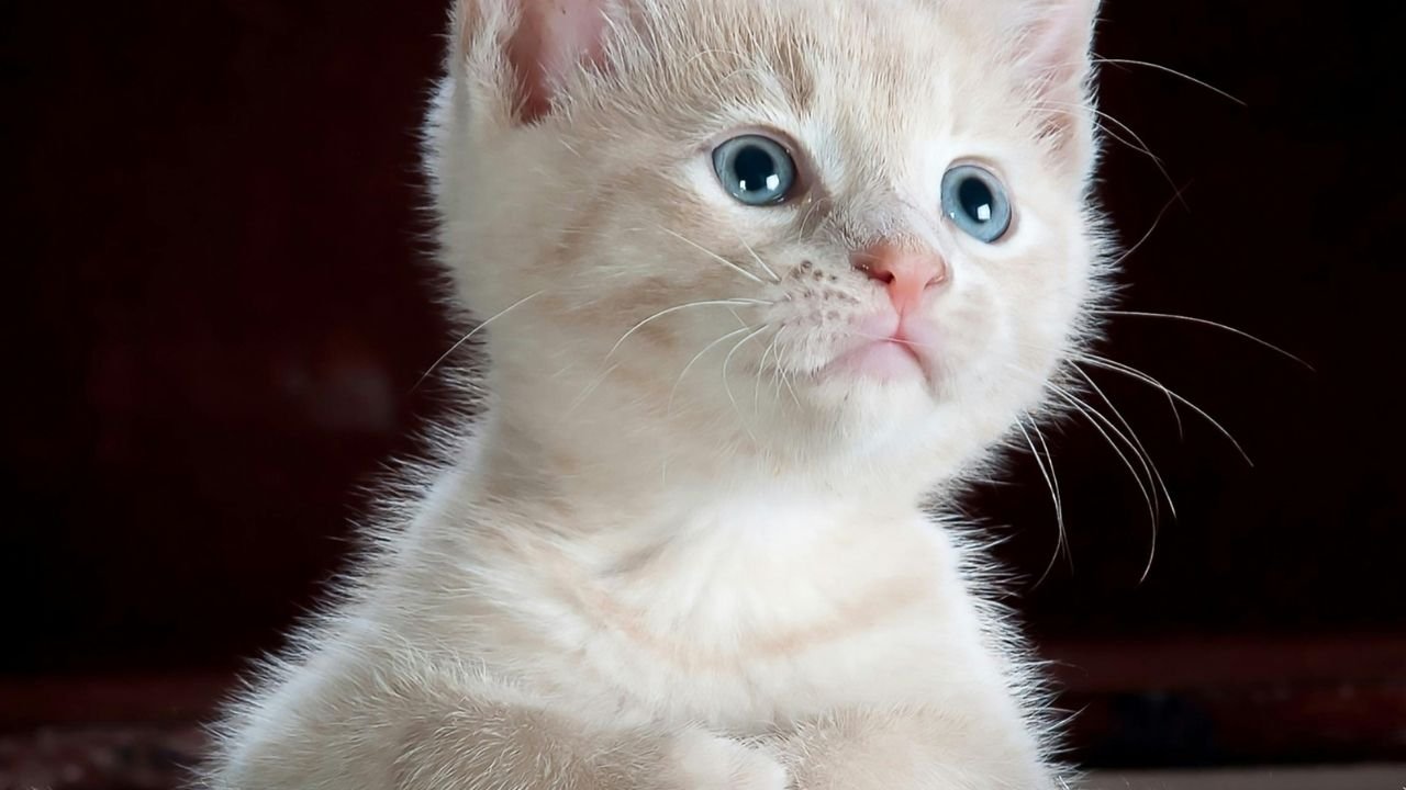 10 Adımda Yavru Kedi Nasıl Beslenir Bilgilenin 2 Yavru Kedi Nasıl Beslenir