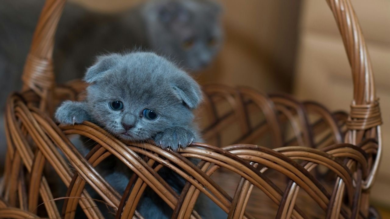 10 Adımda Yavru Kedi Nasıl Beslenir Bilgilenin 3 Yavru Kedi Nasıl Beslenir