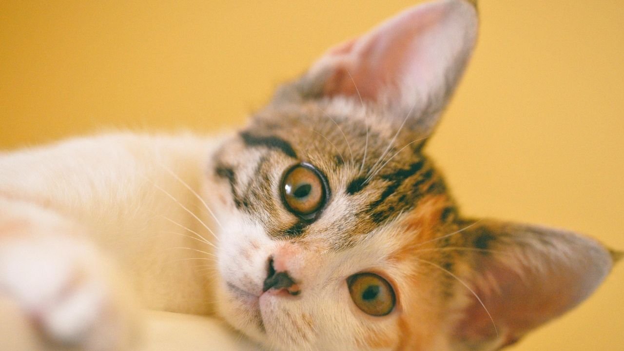 10 Adımda Yavru Kedi Nasıl Beslenir Bilgilenin 4 Yavru Kedi Nasıl Beslenir