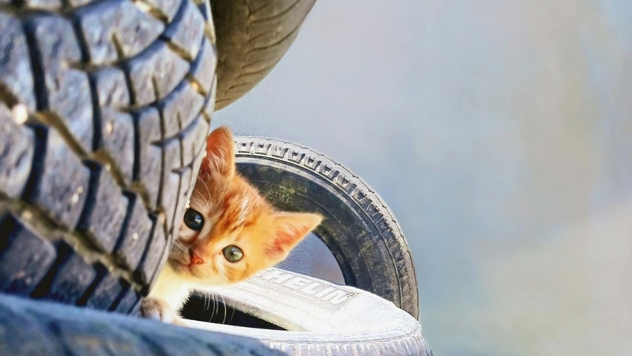 10 Adımda Yavru Kedi Nasıl Beslenir Bilgilenin 5 Yavru Kedi Nasıl Beslenir