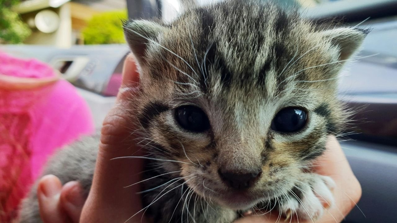 10 Adımda Yavru Kedi Nasıl Beslenir Bilgilenin 6 Yavru Kedi Nasıl Beslenir