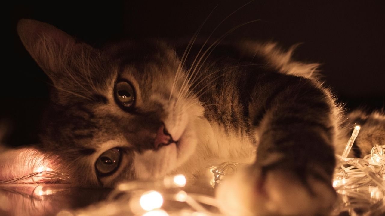 10 Adımda Yavru Kedi Nasıl Beslenir Bilgilenin 7 Yavru Kedi Nasıl Beslenir
