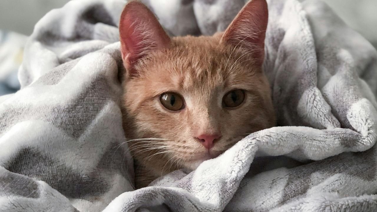 10 Adımda Yavru Kedi Nasıl Beslenir Bilgilenin 8 Yavru Kedi Nasıl Beslenir