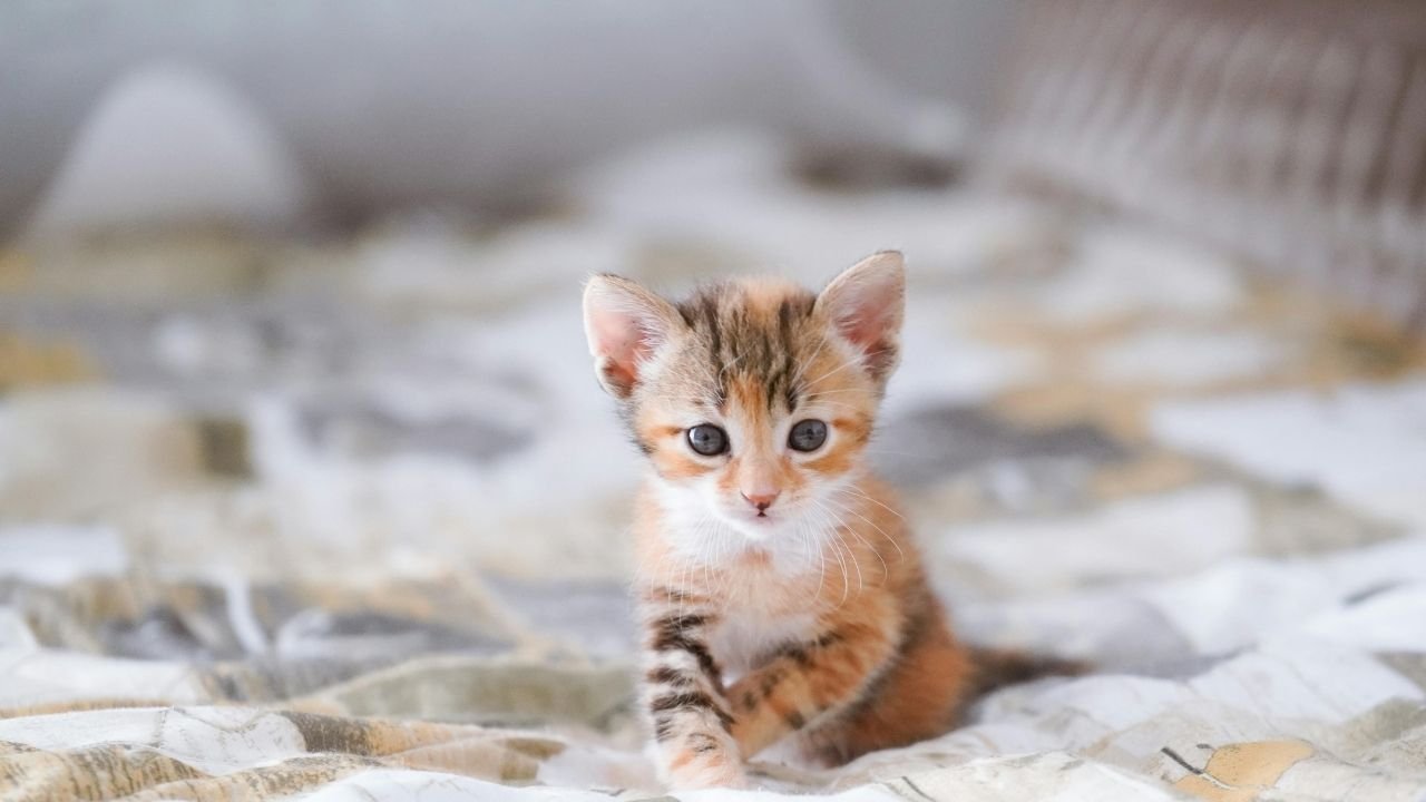 10 Adımda Yavru Kedi Nasıl Beslenir Bilgilenin 11 Yavru Kedi Nasıl Beslenir