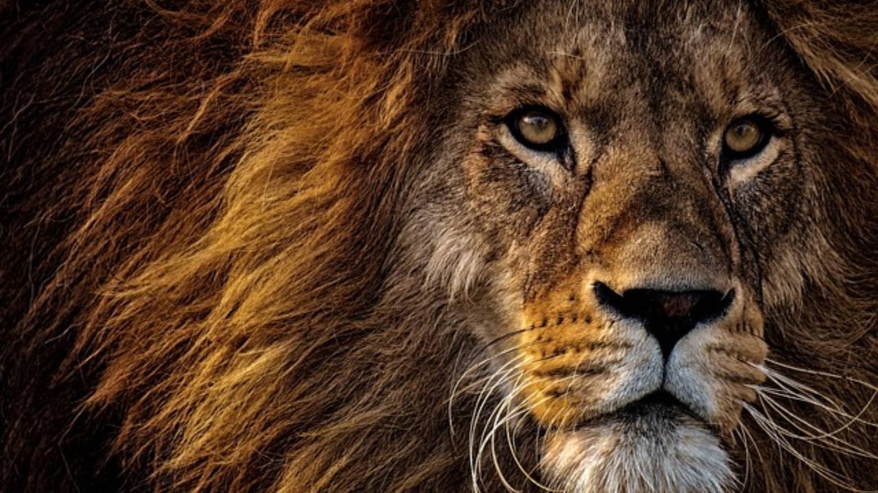 Aslan Burcu Hangi Ay İçerisinde? 12 Burç İçerisindeki Konumu 16 aslan-burcu-hangi-ay